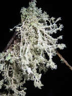 Imagem de Ramalina dilacerata (Hoffm.) Hoffm.