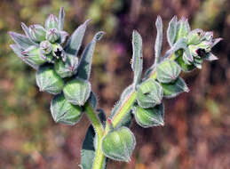 Nonea vesicaria (L.) Rchb.的圖片