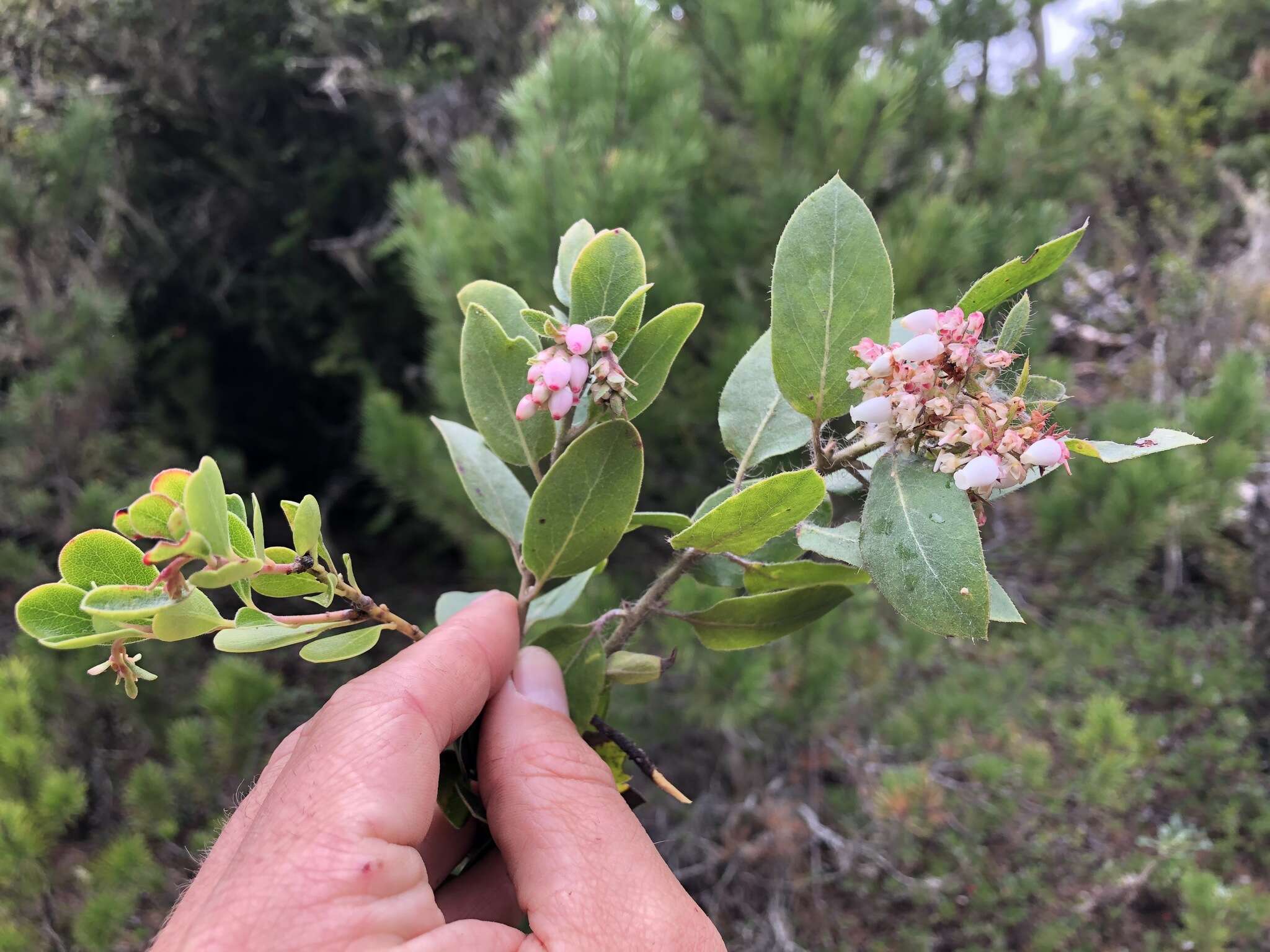 Image of manzanita