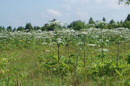 Image of Heracleum sosnowskyi Manden.