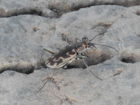 Image of Ellipsoptera macra fluviatilis (Vaurie 1951)