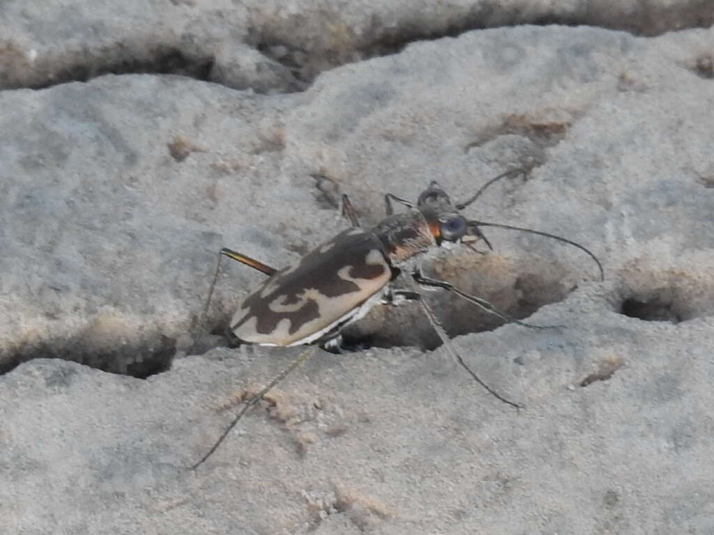 Image of Ellipsoptera macra fluviatilis (Vaurie 1951)