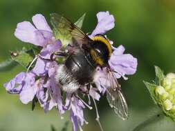 Image of Sericomyia bombiformis (Fallen 1810)