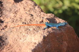 Image of Transvaal Flat Lizard