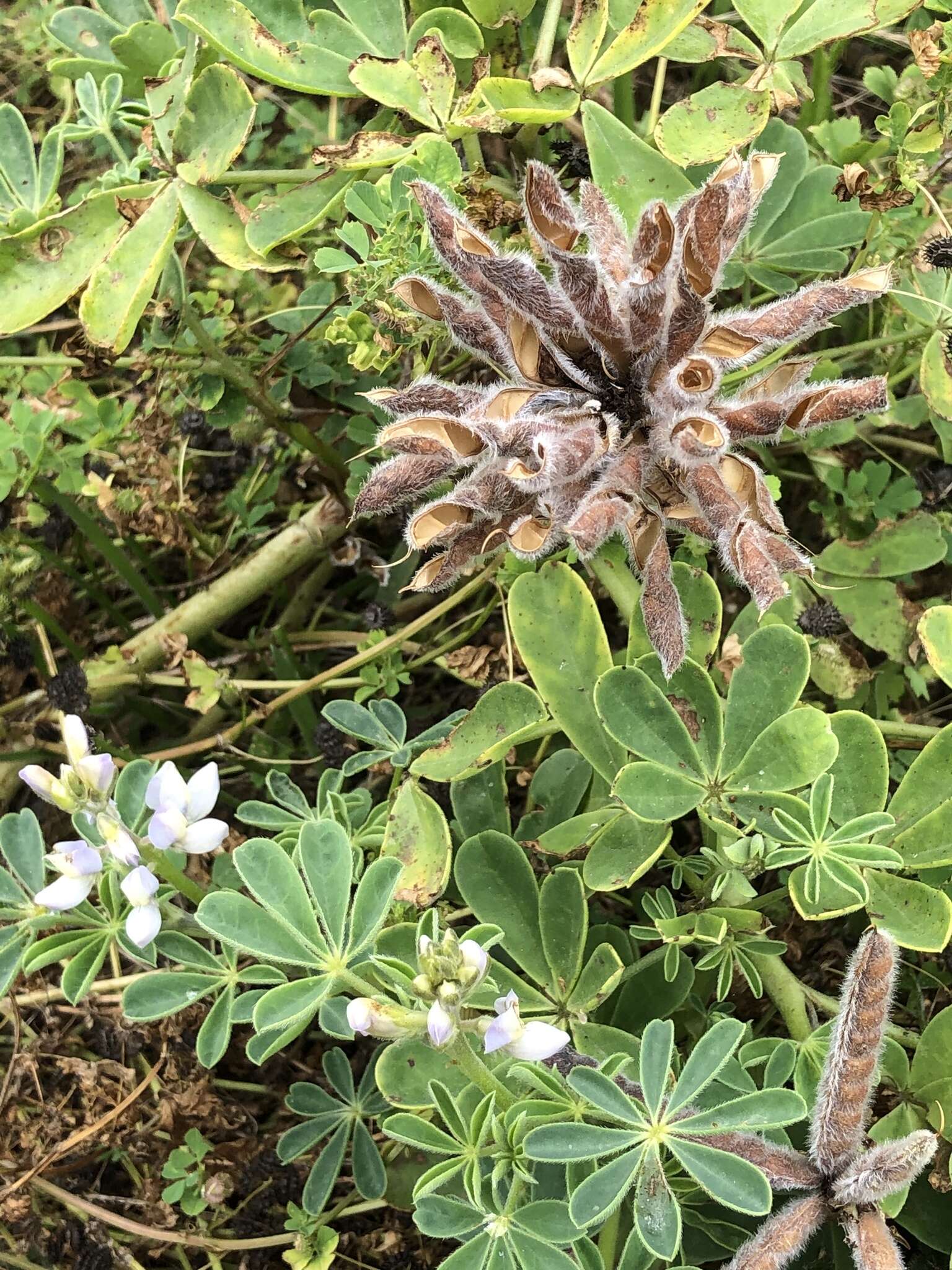 Image of Lindley's Varied Lupine