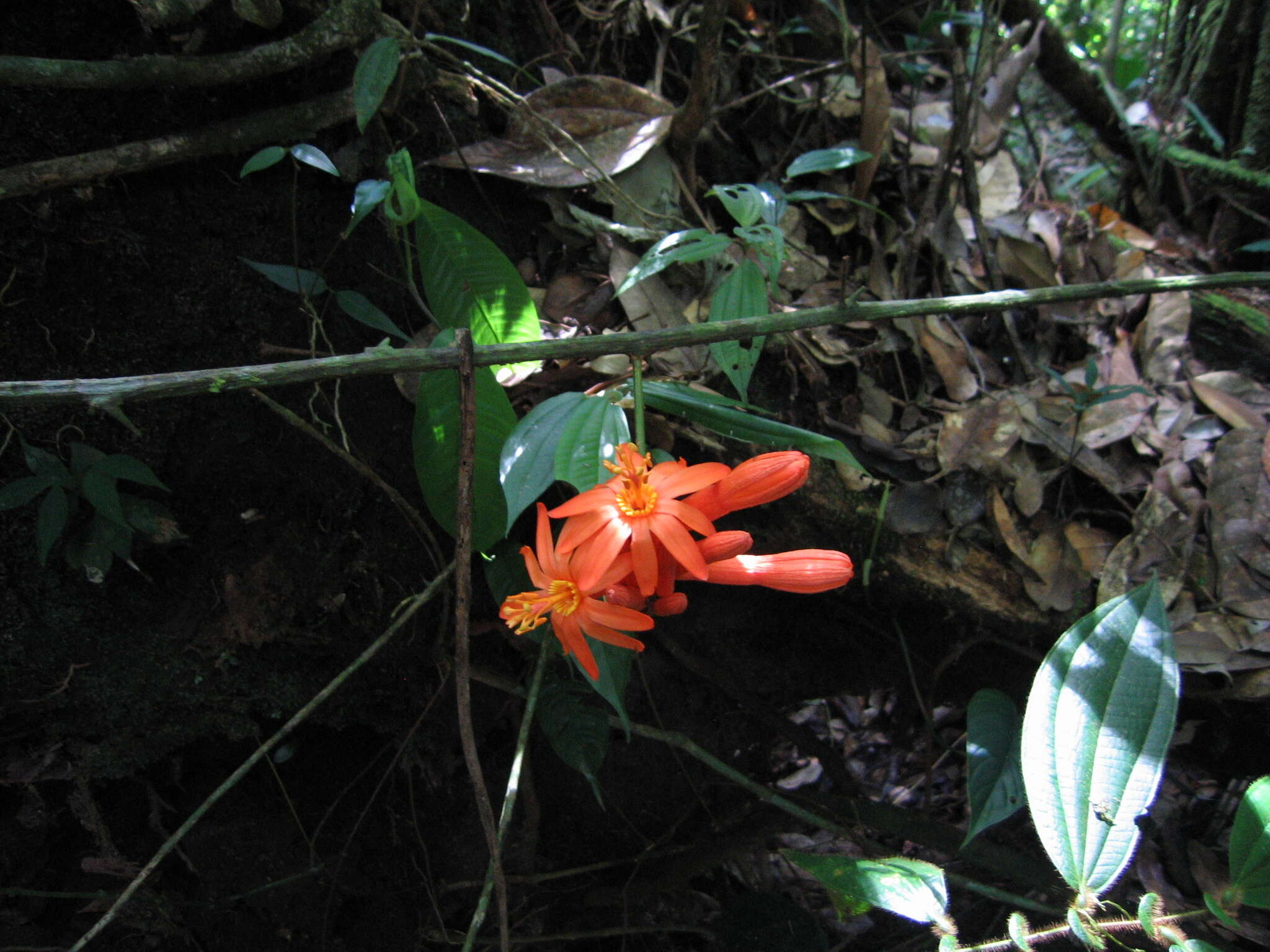 Image de Passiflora spinosa (Poeppig & Endlicher) Masters