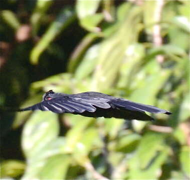 Image de Platysmurus leucopterus aterrimus (Lesson 1831)