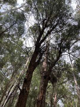 Image of Allocasuarina decussata (Benth.) L. A. S. Johnson