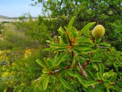 Imagem de Prunus webbii (Spach) Vierh.