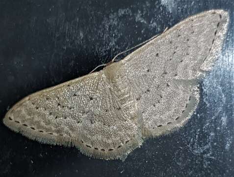 Image of Idaea philocosma Meyrick 1888