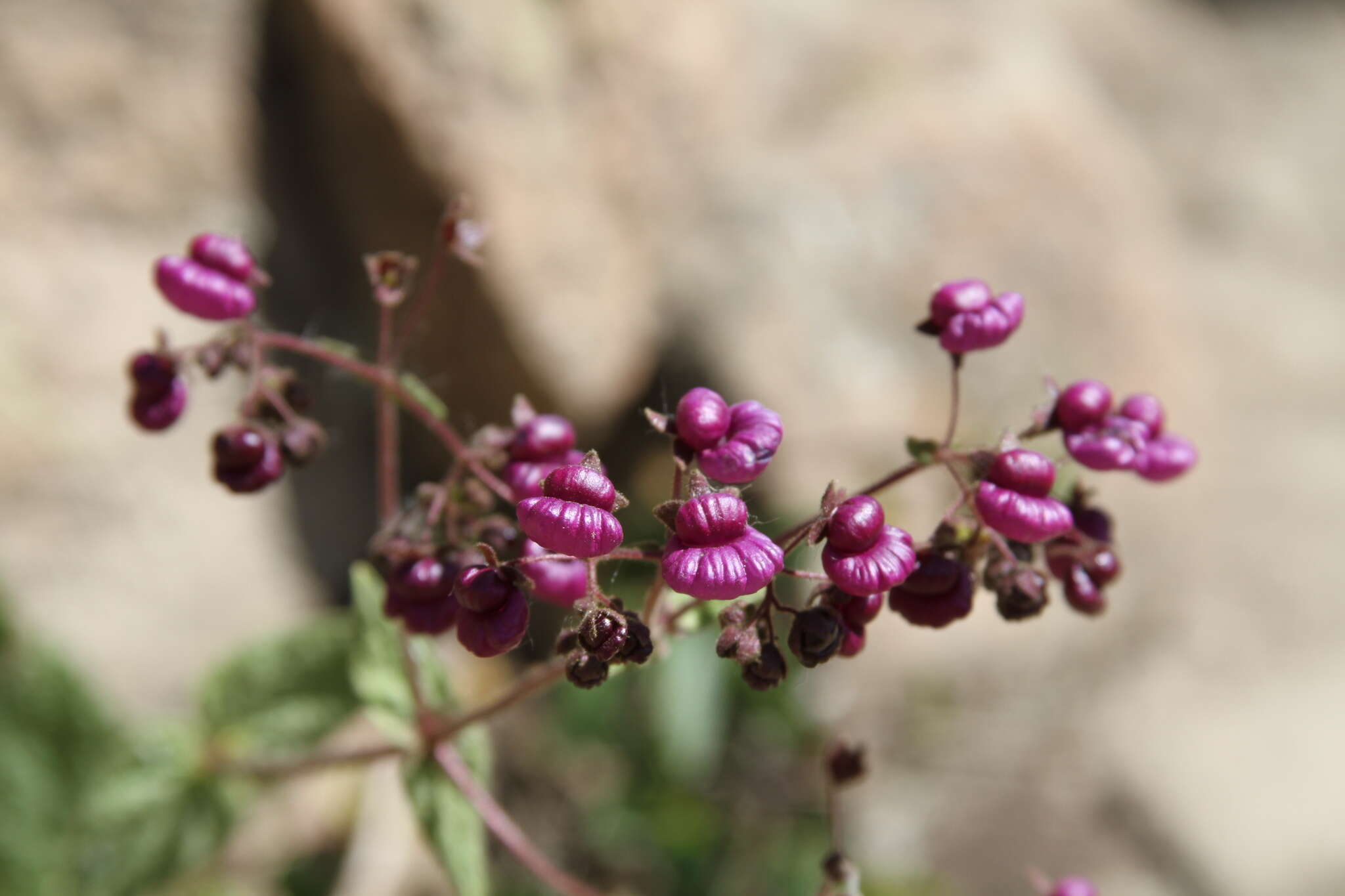 Image of Calceolaria purpurea R. Grah.