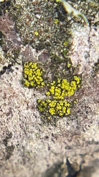 Image of Candelariella xanthostigmoides (Müll. Arg.) R. W. Rogers