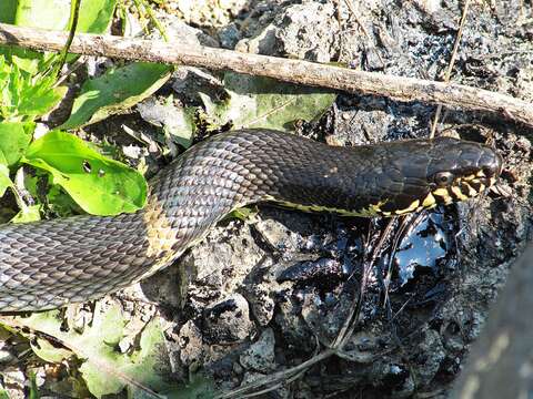 Image of Russian Ratsnake