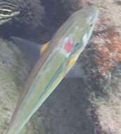 Image of Stripebelly wrasse