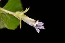 Image de Lobelia zeylanica L.