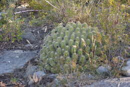 Image of Echinocereus parkeri subsp. parkeri