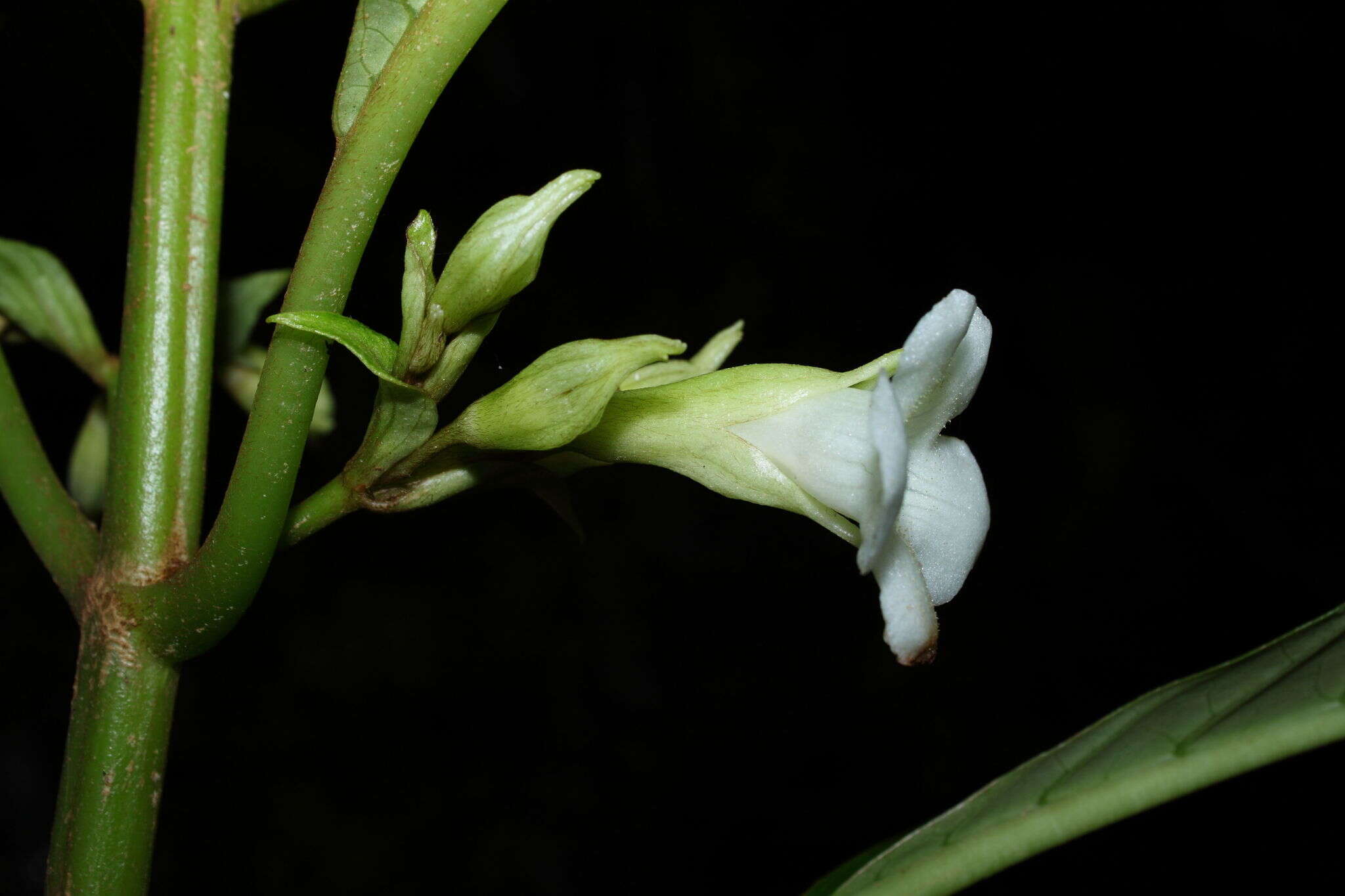 Image of Kanawao-Ke'oke'o