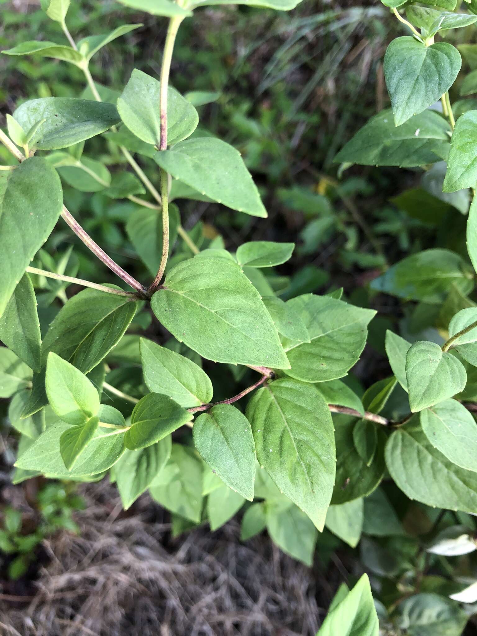 Image of Florida Mountain-Mint