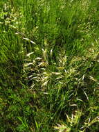 Image of oatgrass