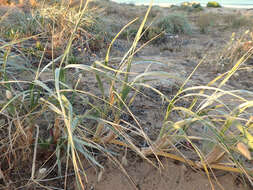 Image of hairy spinifex