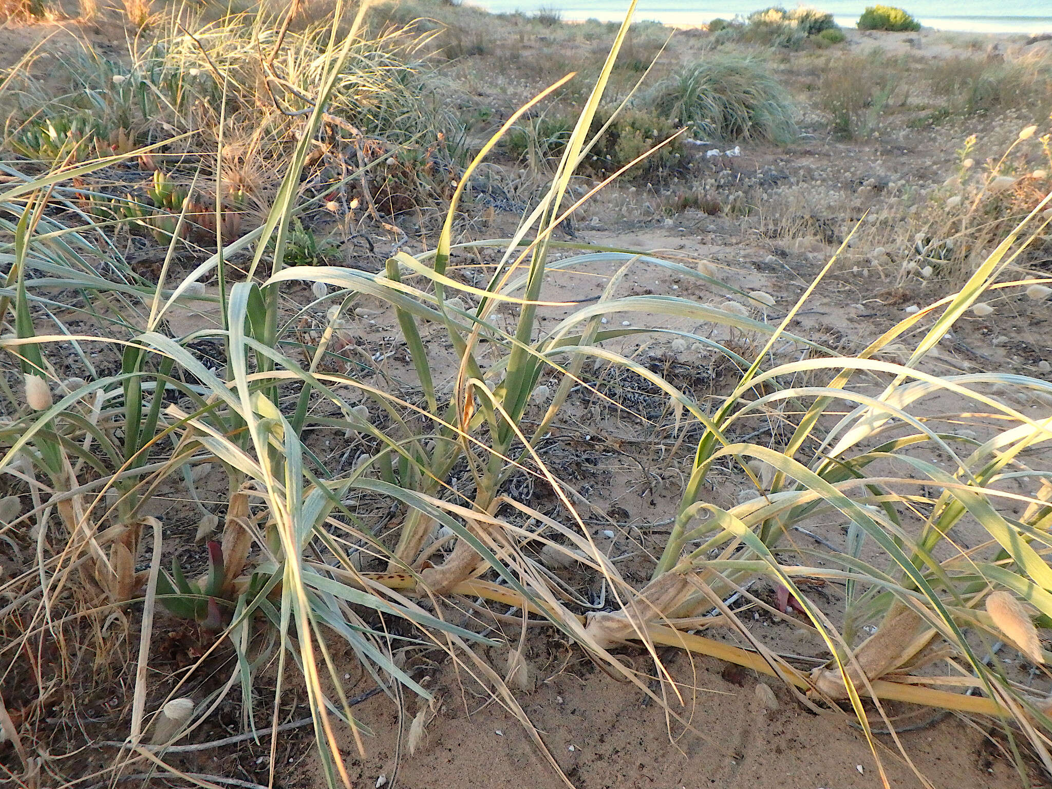 Sivun Spinifex hirsutus Labill. kuva