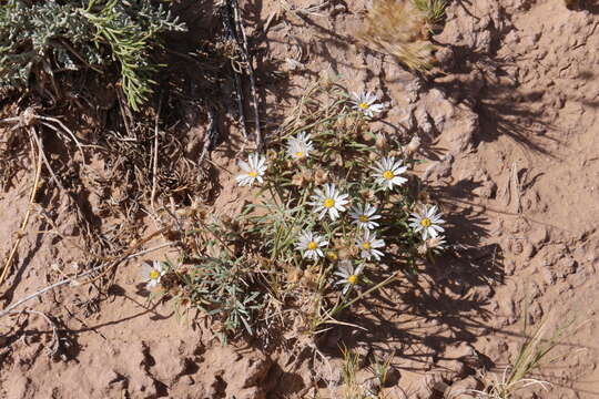 Image of Fendler's Townsend daisy