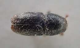 Image of Shot hole borer