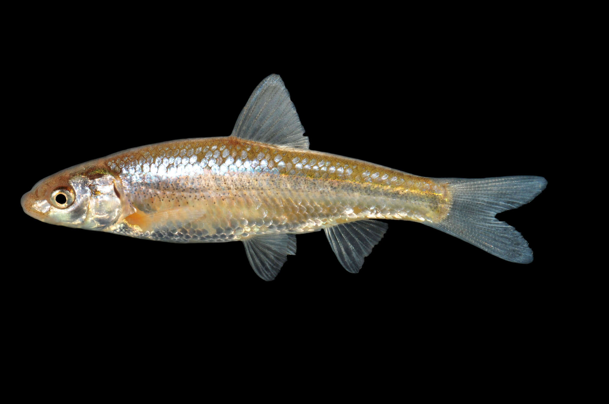 Image of Plains minnow