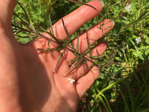 Слика од Epilobium leptophyllum Rafin.