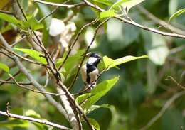 Imagem de Parus cinereus Vieillot 1818