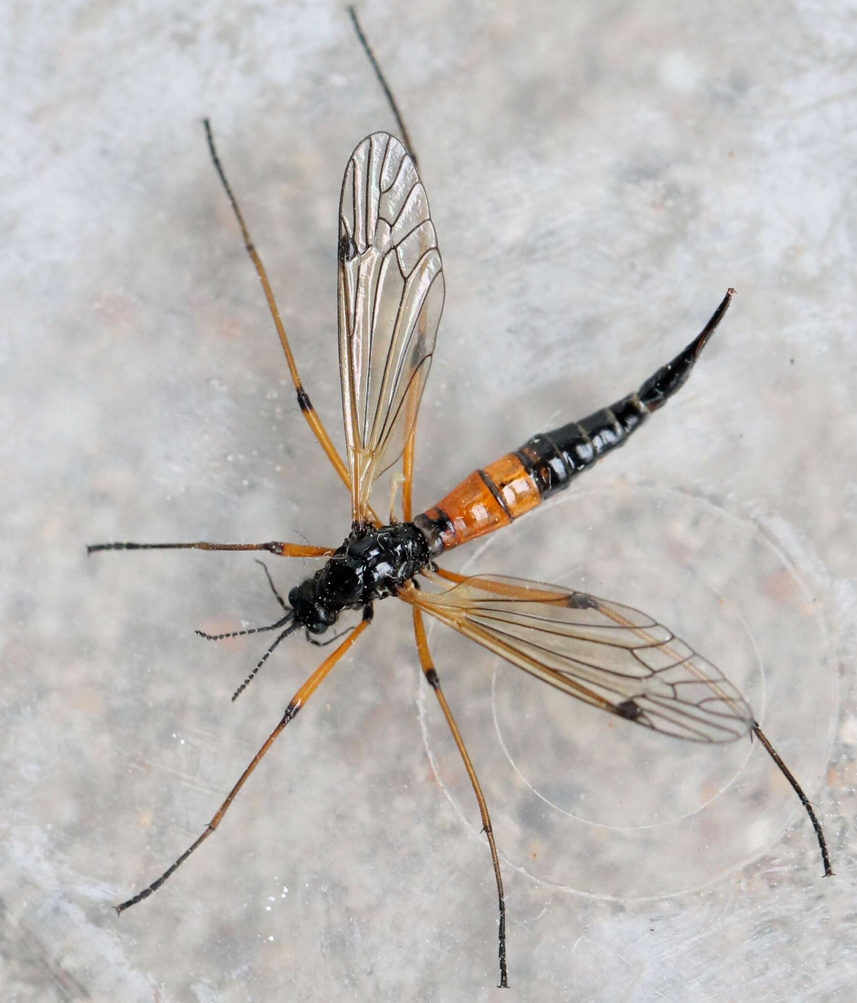 Image of Tanyptera