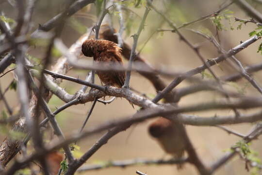 Image of Chestnut Sparrow