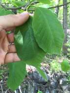 Image of Magnolia acuminata var. subcordata (Spach) Dandy