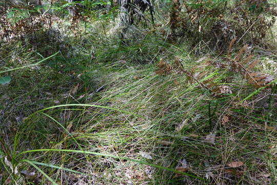 Image de Ehrharta juncea (R. Br.) Spreng.