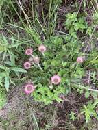 Image of Helichrysum vernum Hilliard