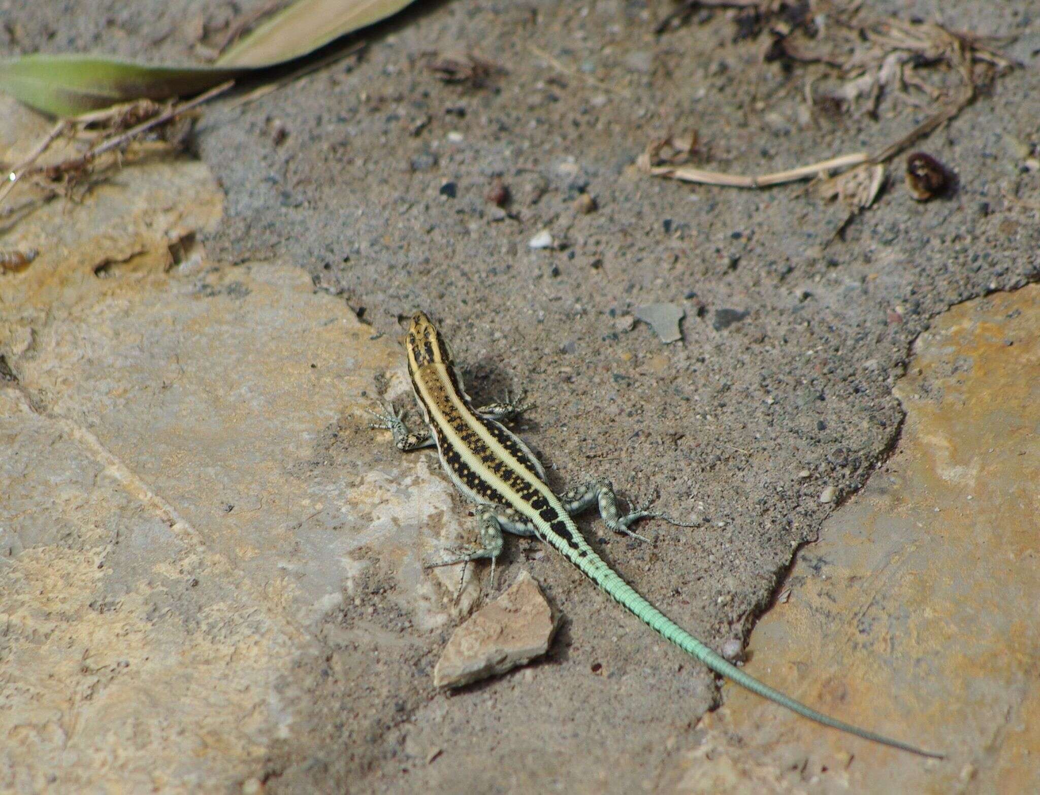 Image of Anatololacerta pelasgiana (Mertens 1959)