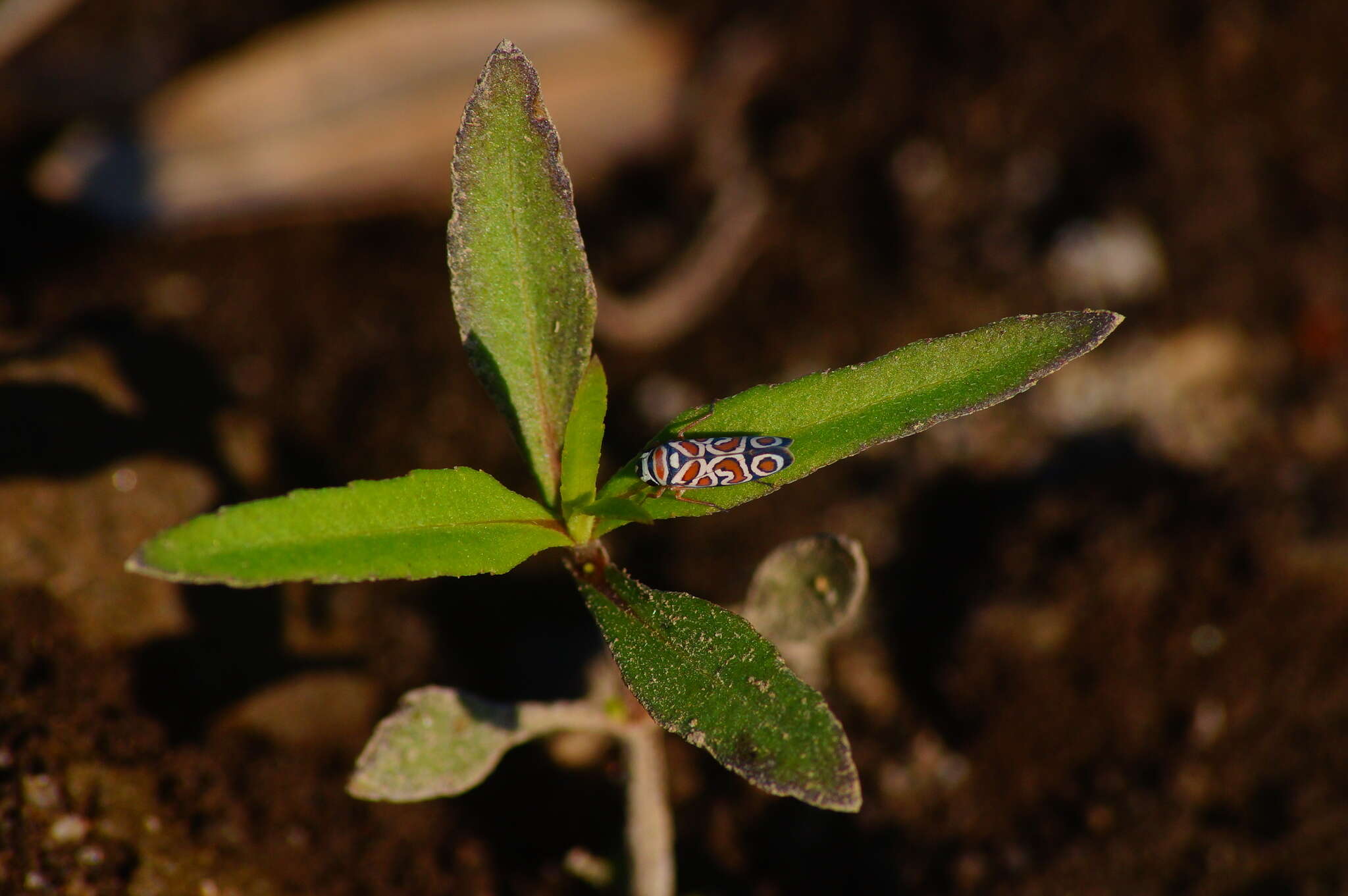 Image of Agrosoma exukanis Medler 1960