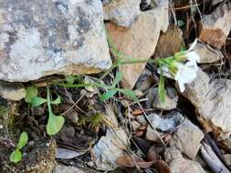 Plancia ëd Cardamine resedifolia L.