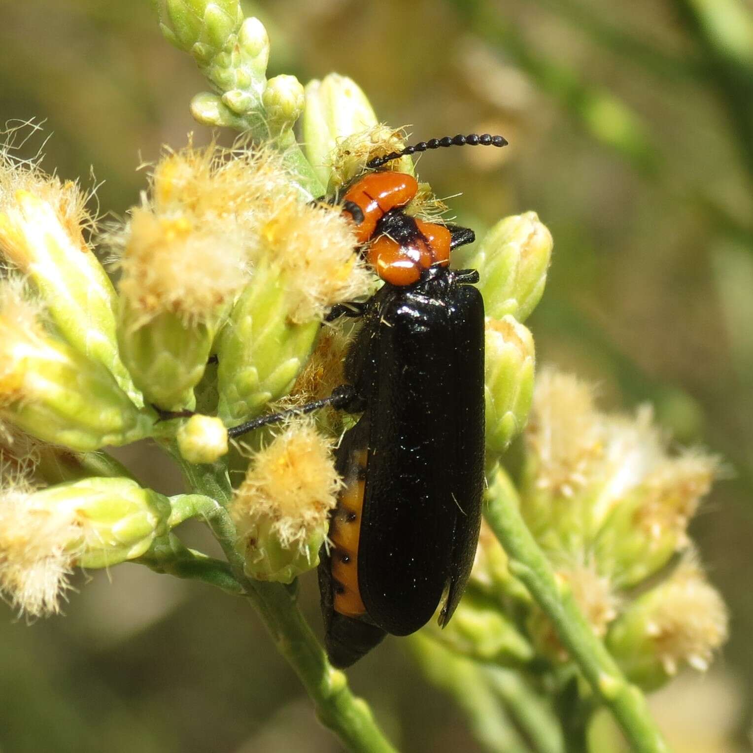 Image of Lytta (Paralytta) vulnerata (Le Conte 1851)