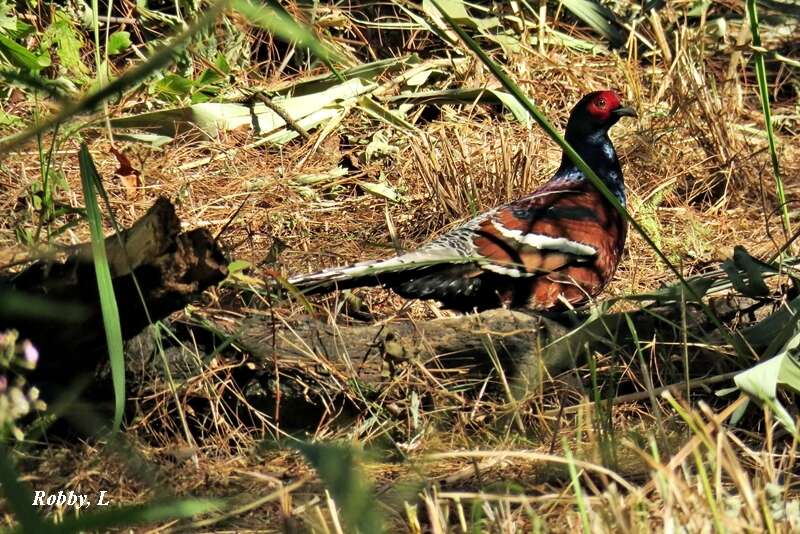 Image of Hume's Bar-tailed Pheasant