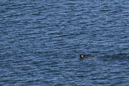 Image of bearded seal