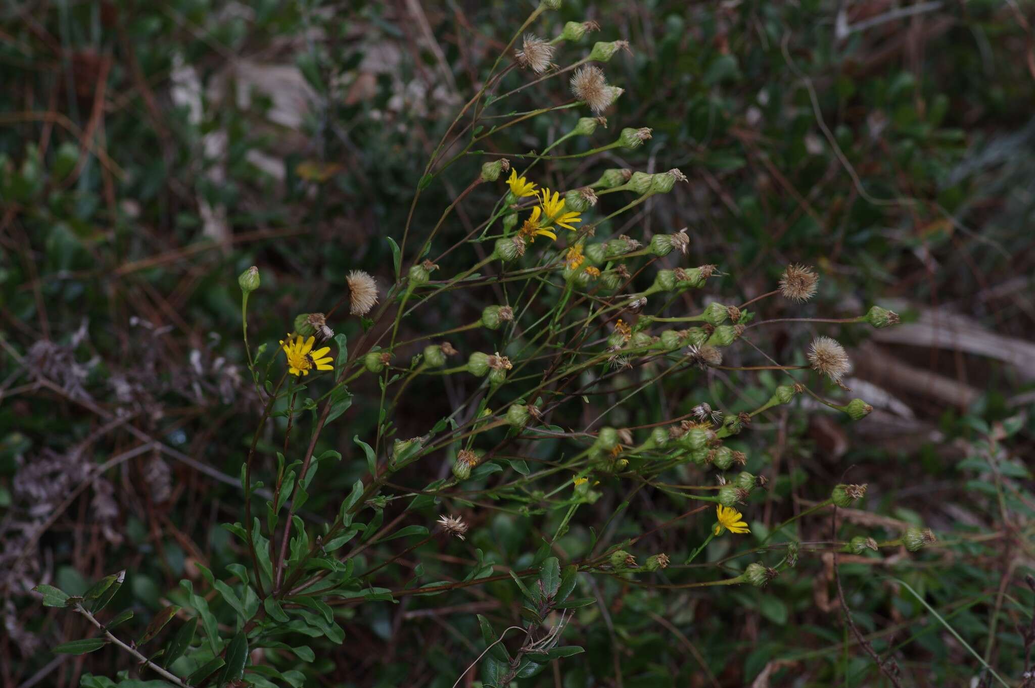 Image of Dress' goldenaster