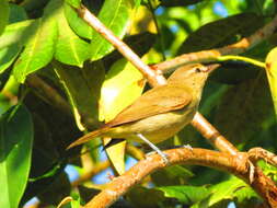 Слика од Vireo magister (Baird & SF 1871)