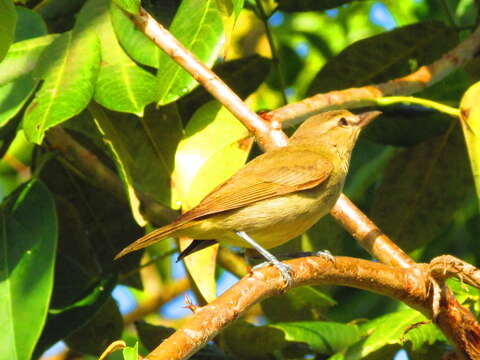 Sivun jukataninvireo kuva