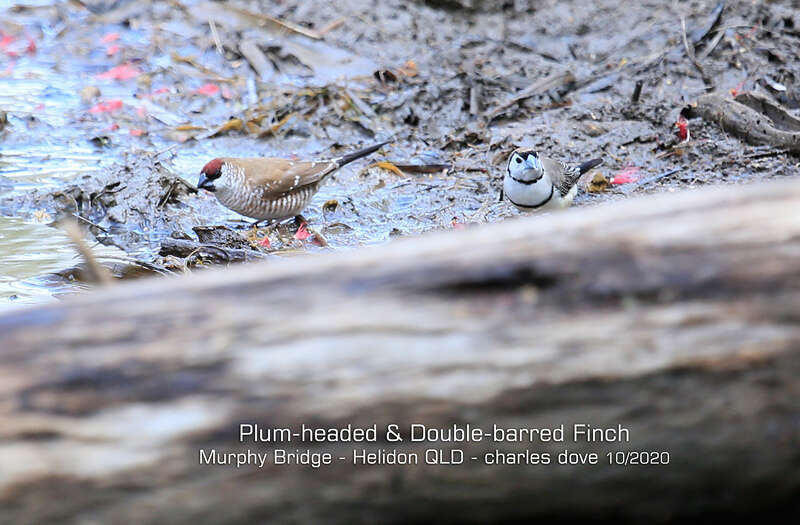 Image of Plum-headed Finch