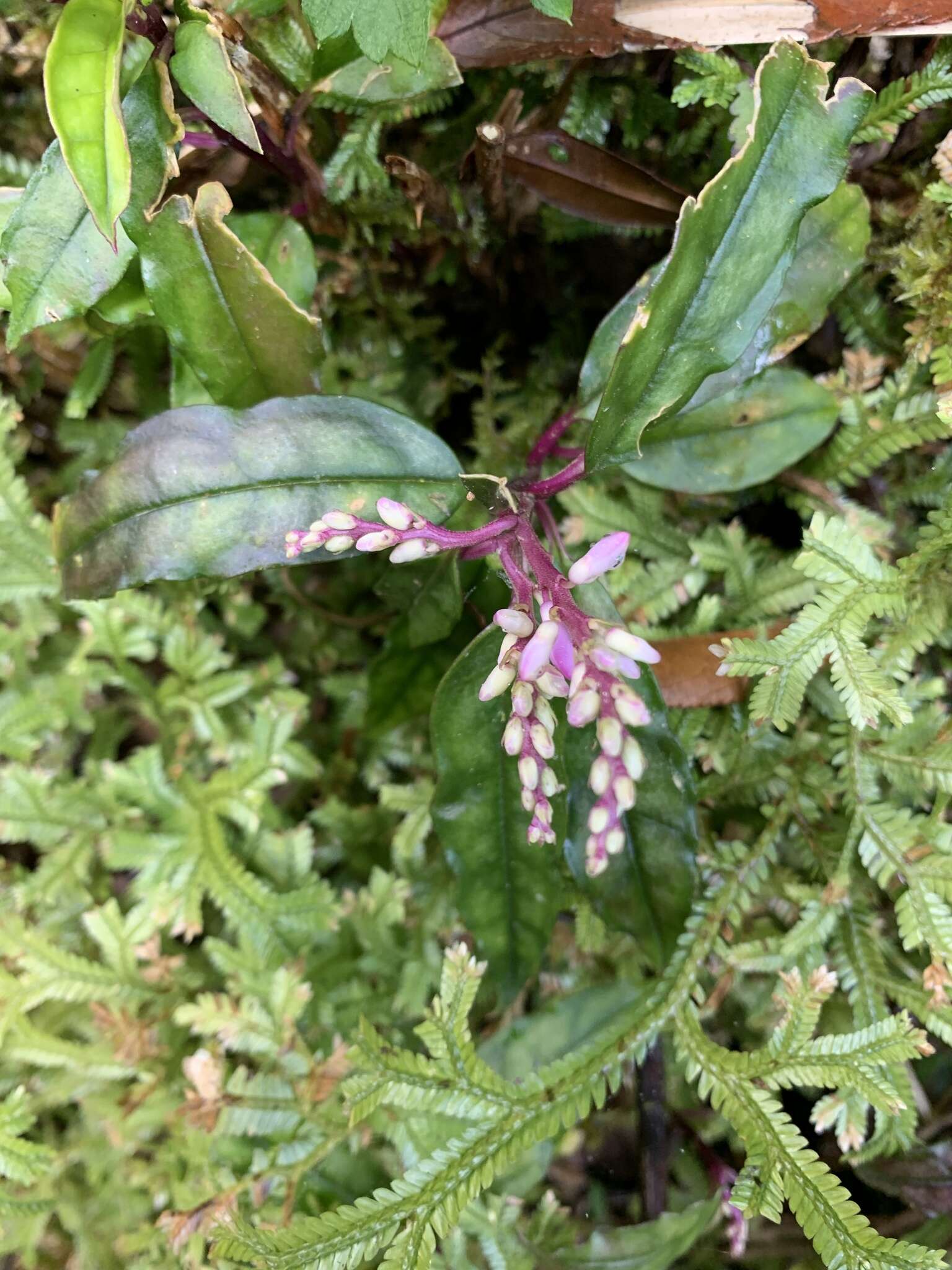 Image of Polygala arcuata Hayata