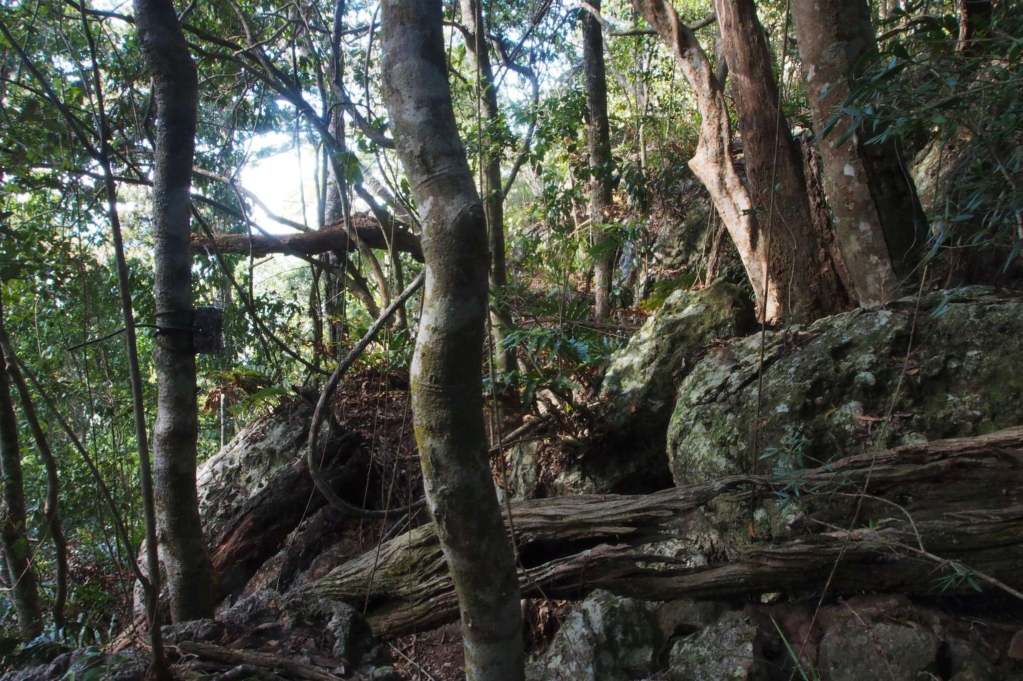 Image of Unadorned Rock Wallaby