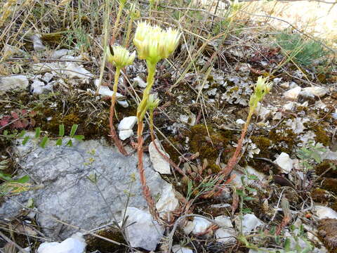 Image of Petrosedum ochroleucum (Chaix) Niederle