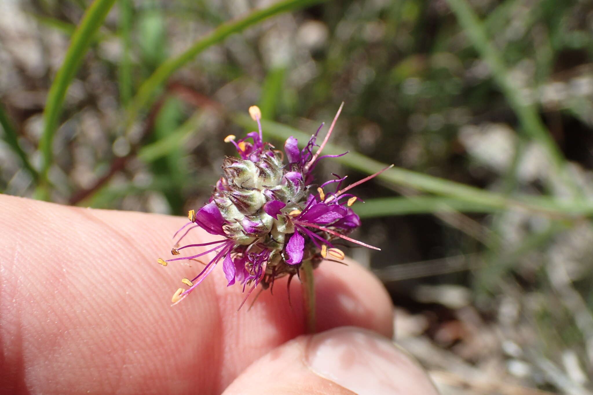 Image of <i>Dalea cahaba</i>