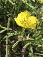 Oenothera serrulata Nutt. resmi